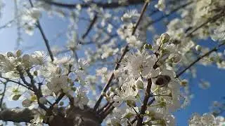 @New things in nature Prunus domestica,plums flowers and bees,lulet e kumbullave dhe bletët(1)