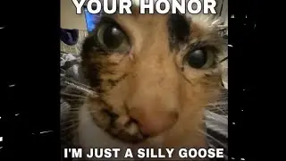 Cat Memes I Stole from Discord