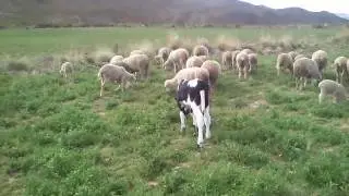 TERNERO JUGUETON - piensa pastear ovejas