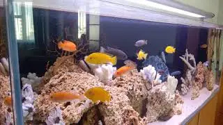 Яркий псевдоморской аквариум с разноцветными малавийскими цихлидами🐟
