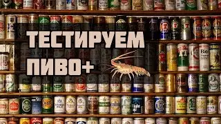 Выходные. Лангустины. Тестируем пиво