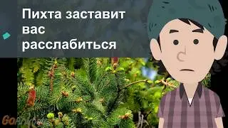 Пихта заставит вас расслабиться