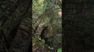 Here's Why Trees Grow Like This