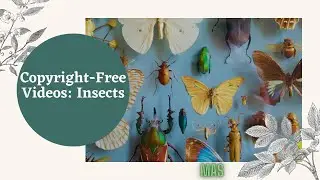 Copyright-Free Videos: Insects (2021) | MAS