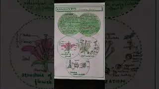 Class 11 Biology notes chapter 3 part-8 | Angiosperms | 