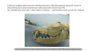 Зубной налёт, зубной камень, пародонтит у собак и кошек. Экстракция зубов