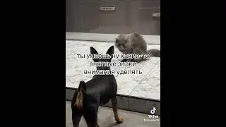 Когда назрел серьезный разговор. Туча спрашивает у Эльки. #котик #собака #любовь #созауисимые