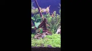 Ramirezi kavga ediyor erkek erkeğe :) Mikrogeophagus ramirezi fight male to male