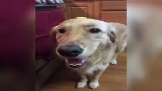 How to make butter dog in minecraft!!!
