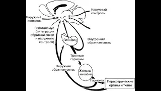 1. Лекция. Основные железы и их гормоны. Цикл лекций