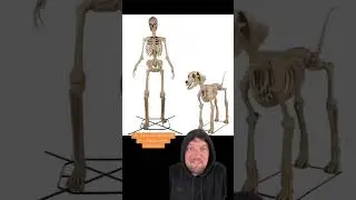 Spooky Skeleton Trivia!