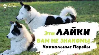 🌟 Эти Лайки Вам не знакомы 🌟 Откройте Для Себя Уникальные Породы 🌟 собака лайка