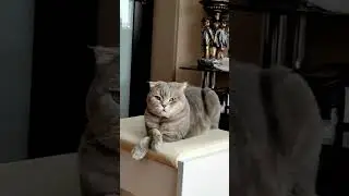 На собеседование у кота