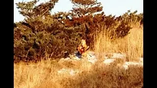 Fighting Foxes at Moses