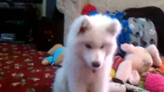 Samoyed puppy waves hi