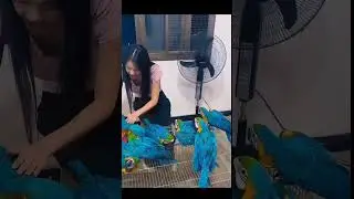 Beauty and the Parrot #beauty #parrot #fencing #enclosure