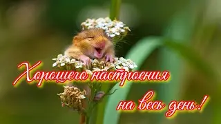 ХОРОШЕГО ДНЯ! Отличного Настроения на Весь День!