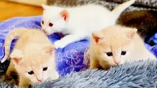 How many 2016 moms and kittens do you remember