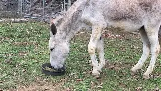 Donkey Rescue and Rehab: Haven update