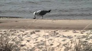 Die Letzte Möwe (The Last Seagull)