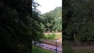 ворон