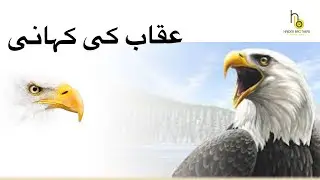 Best Motivational Message | Rebirth of Eagle 🦅 | عقاب کی کہانی