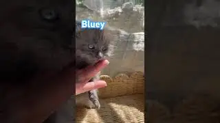 Bluey the Maine Coon kitten#mainecoonkitten #bluey #rmmainecoons #mainecoonbreeder