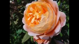Английские розы питомников 