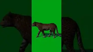 animal green screen video