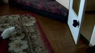 Just my new kitty 2