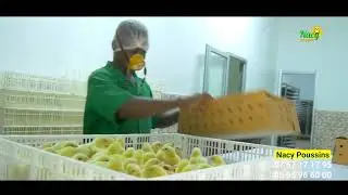 LES POUSSINS QU'ILS TE FAUT ABSOLUMENT