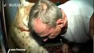 Красивая домашняя рысь!