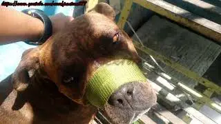 ¿Como hacer un bozal sencillo para perros?  How to make a simple muzzle for dogs?