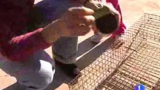 Plan de Esterilización Felina ( Valencia ) PEF CES