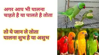 💜💛घर में तोता पालना शुभ है या अशुभ/ Ghar me tota palna Shubh hai ya ashubh