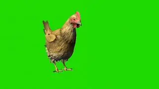 Hen idle look around || Green screen hen looking around || Hen looking around green screen || 4K hd