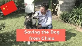 Saving a Dog from China - Knee Replacement Surgery