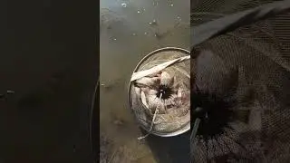 ЩЕДРАЯ КАЛОША  