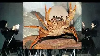 Краб танцует лезгинку. Crab dancing lezginka (sj 4000)