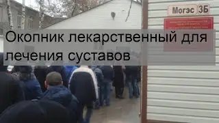 Окопник лекарственный для лечения суставов