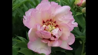 Peony Pastel Splendor / Пион Пастел Сплендор. Ито-гибриды для Вашего Сада.