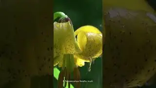 Капельки дождя.