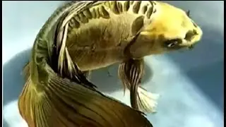 #koi fish....Platinum  Koi ,Golden Koi,and tons of Koi Watch and Enjoy!