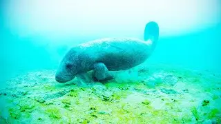Ravenous Sea Cow 🌊🐄 Deep Blue Discovery | Manatee