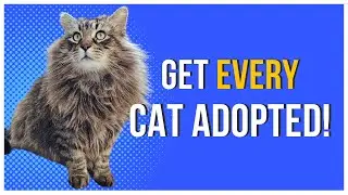 3 Tips To Get Your Cats Adopted Quickly