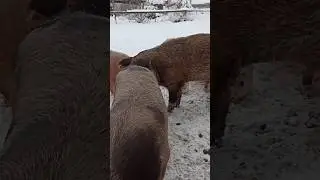 вся компания в сборе 