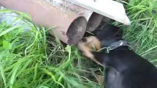Настоящий охотник