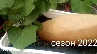 Сладкий картофель на грядке-термосе/Батат овощной