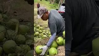 Panen Kelapa Pandan Wangi !! #kelapapandanwangi