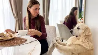 My Cute Dog asks to share breakfast with him